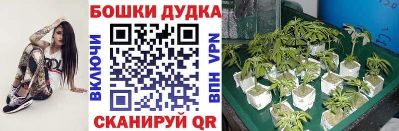 Бошки марихуана семена продажа наркотиков Каменск-Уральский